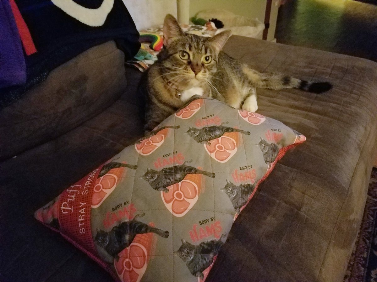 Pizzapuff15's tweet photo. Its #Caturday night. I'm snugglin with my @StrayLiotta pillow &amp; am as happy as a Ham!😹Love &amp; kissses to all😽❤ #ForeverMyHeroStray @livingroomlions #Purrs4Mew4Ever @timzmom @ilikefugazi @Sergeant_Meow @cocoa_dot @LucyFurTweets @RatesDaGoldfish #CatsOfTwitter https://t.co/XiO7epxLeH