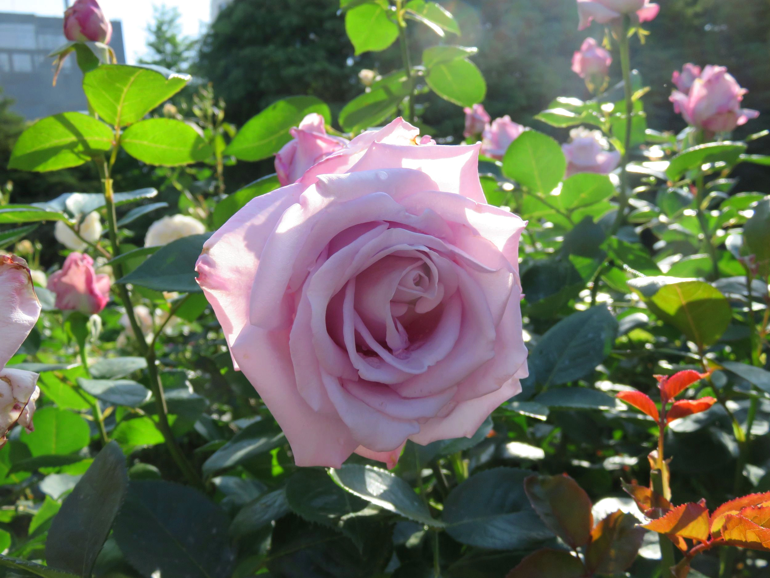 旧古河庭園 春バラの人気投票22 ブルー ムーン 青バラの代表花です ダマスクとティの混在した いわゆるブルーローズの強い香りが漂います 名前も素敵ですよね 青バラはtwitter上で非常に人気があるので 人気投票にどう影響してくるのか注目して