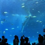 ツイートに含まれる画像