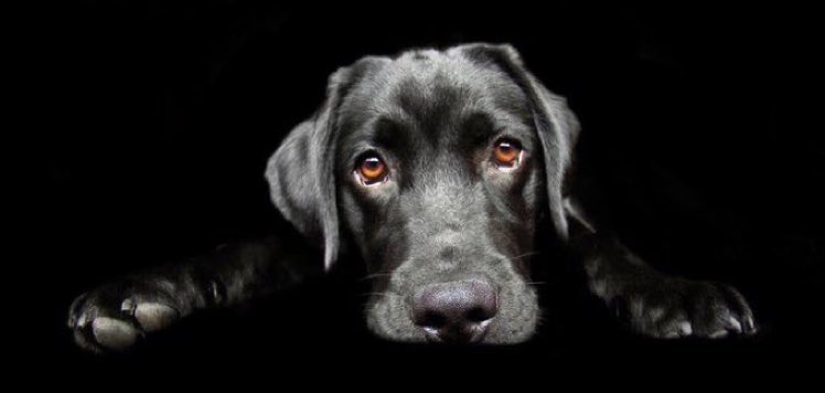 CoolXDogs's tweet photo. I'm totally suspicious of people who don't like dogs, but I 100% trust my dog when he doesn't like a person.

 #dogsknow #dogs #dogsoftwitter #trustdogs #learnfromdogs https://t.co/otDQIELl06