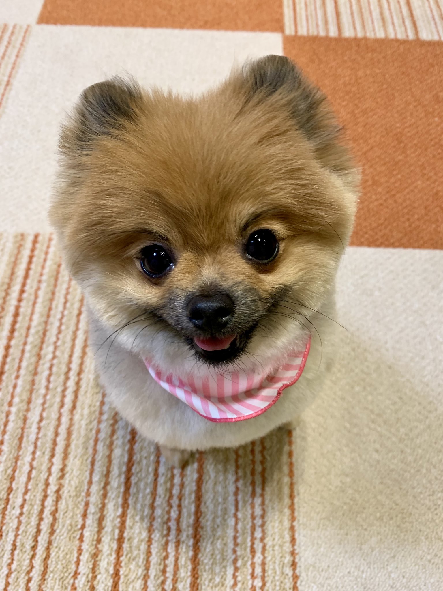 4u Natural Sanmi屋 きつね 上から見るとタワシみたい ポメラニアン オレンジセーブル 柴犬カット T Co Gakw5qyjmj Twitter