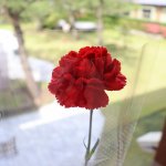 鹿児島 砂むし温泉 指宿白水館(Hakusuikan)のツイート画像