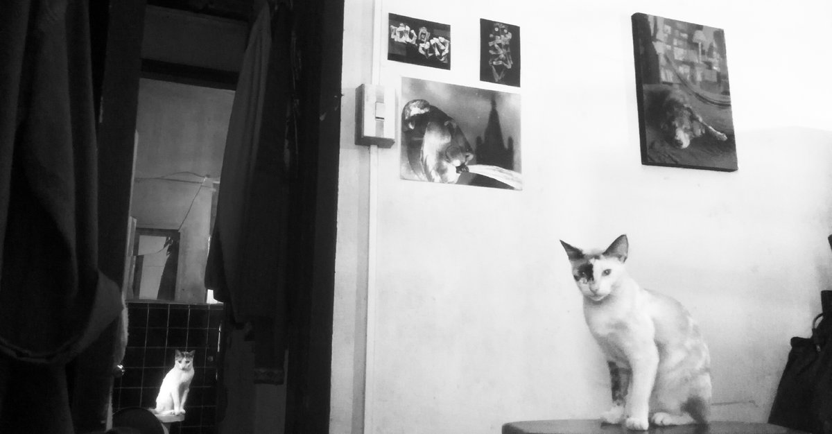 Niña Loca y Ofelia, habitantes de nuestro #centrodeadopciones, hogar de decenas de cariñosos 🐱 cuya alegría mayor es recibir calor humano.

El amor de estos gatitos al alcance de tu mano: 

📲 voluntariado@amigosconcola.org

#casadegatos #voluntariado #gatos #guayaquil