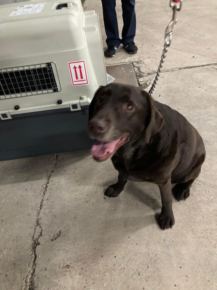 Recent arrival Maggie cleared and ready to go home with her owners 
Welcome to Cyprus Maggie 🥰🐶🇨🇾😊🐾🐾