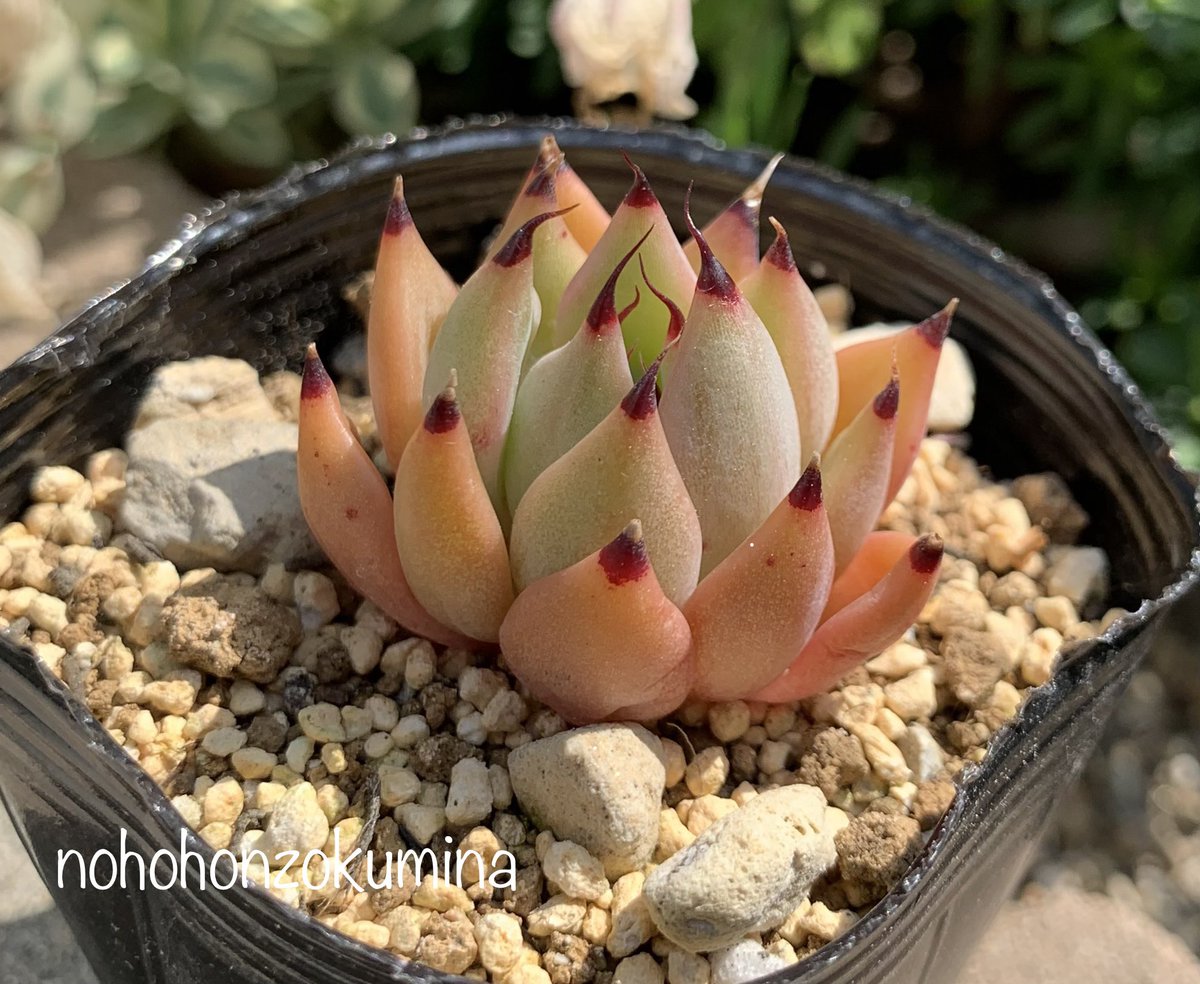 nohohonzokumina's tweet photo. red spirit
爪がギュンッてしてきた✨

#redspirit 
#多肉　#多肉植物　#園芸　
#succulent #植物　#plant https://t.co/yY9N1uHR7t