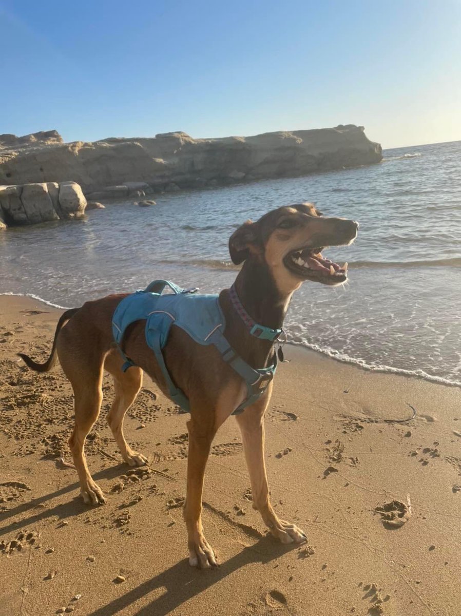 Recent arrival Kyla  was safely delivered to her owners and it didn’t take them long to go for a walk- here she is enjoying a walk on the beach 🥰🐶😊🐾🐾