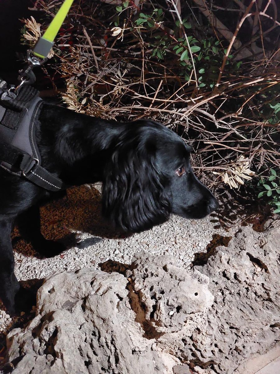 Sweet little Finley arrived from Glasgow and was too excited to pose for photos… he just wanted to get out and have a good sniff about 😂😊🐶🥰welcome to Cyprus 🇨🇾 😊🐾🐾