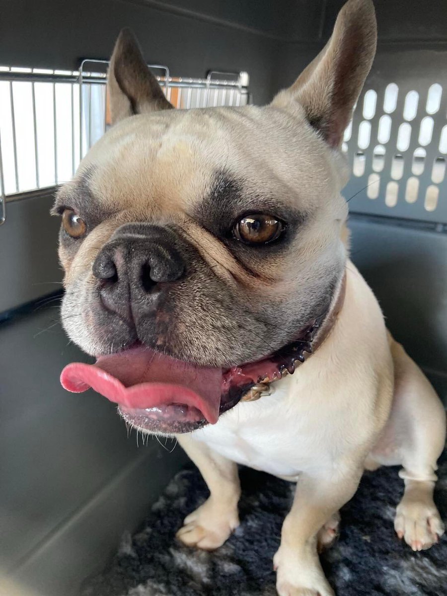 Little Frenchie “BARTIE” got plenty of attention from the airport handlers at check in before his recent flight to Manchester 
🐶🥰🇨🇾✈️🇬🇧😊🐾🐾