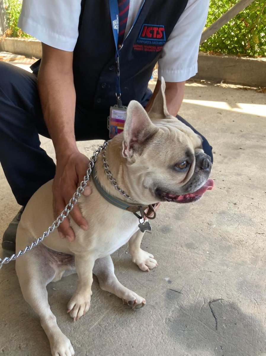 Little Frenchie “BARTIE” got plenty of attention from the airport handlers at check in before his recent flight to Manchester 
🐶🥰🇨🇾✈️🇬🇧😊🐾🐾
