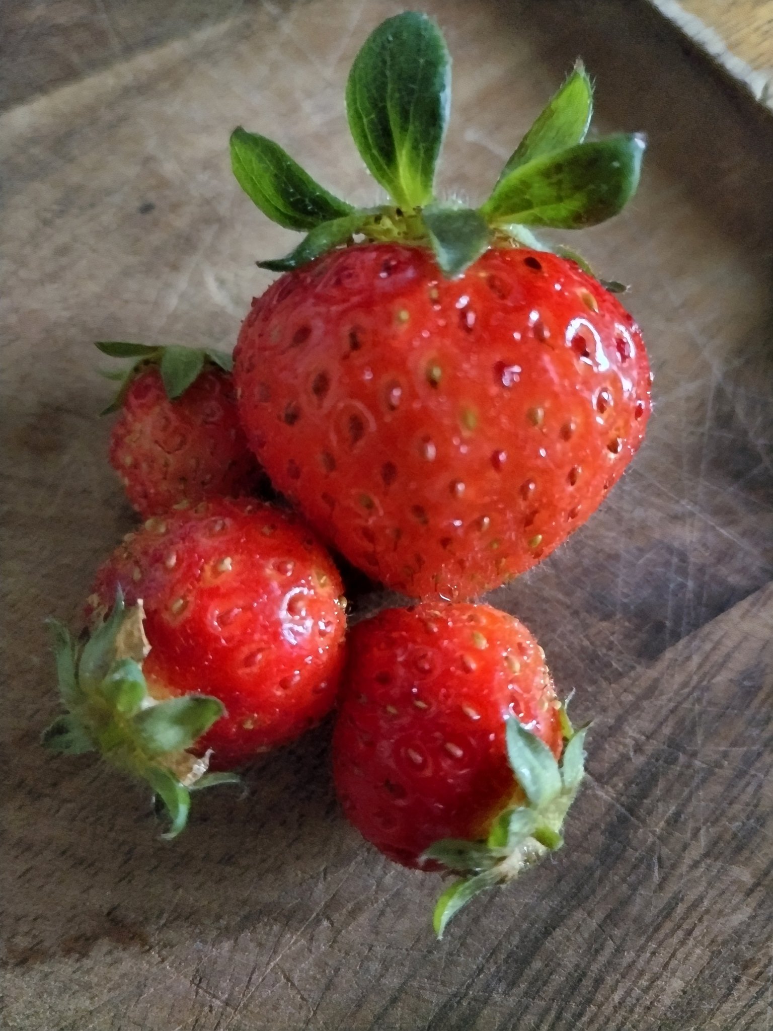 Aqua サントリーの蜜香 ほんとに甘くて美味しい こんなちっちゃい苺まで甘くて美味しい 増やすならこの苺だわ ʘᴗʘ よつぼしは相変わらずランナーばかり 子孫はもう良いから実をつけてよぉ 苺 サントリー本気野菜 蜜香 家庭菜園