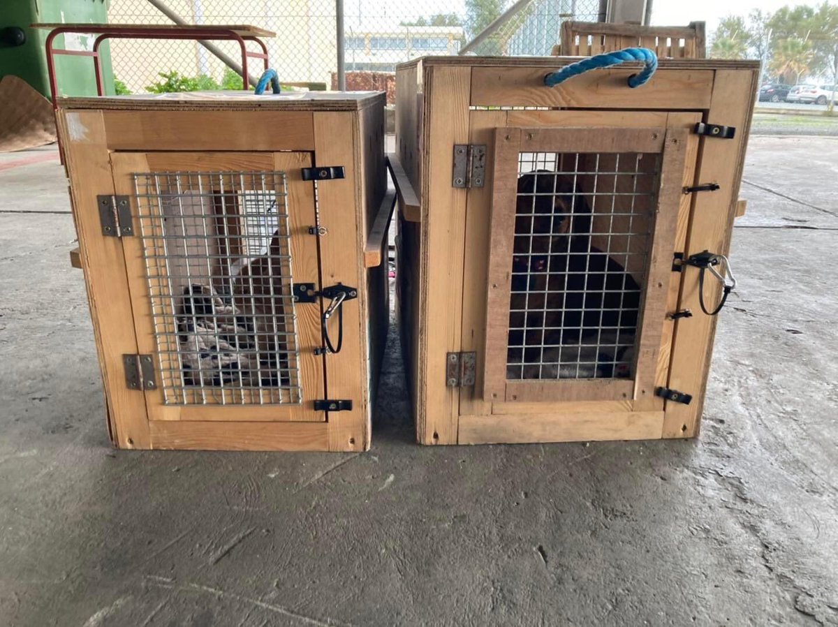 Regular travellers - Super cutie Rhazr 🐶 and Rhum 🐈 (can you tell he didn’t like the camera lol ) - are checked in off to the UK with TUI 🇨🇾✈️🇬🇧🐶🐶🥰
Safe flight boys, and see you again soon 😊🐾🐾
