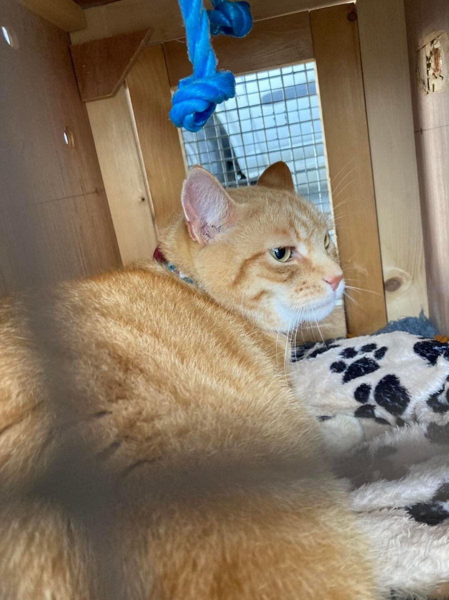 Regular travellers - Super cutie Rhazr 🐶 and Rhum 🐈 (can you tell he didn’t like the camera lol ) - are checked in off to the UK with TUI 🇨🇾✈️🇬🇧🐶🐶🥰
Safe flight boys, and see you again soon 😊🐾🐾