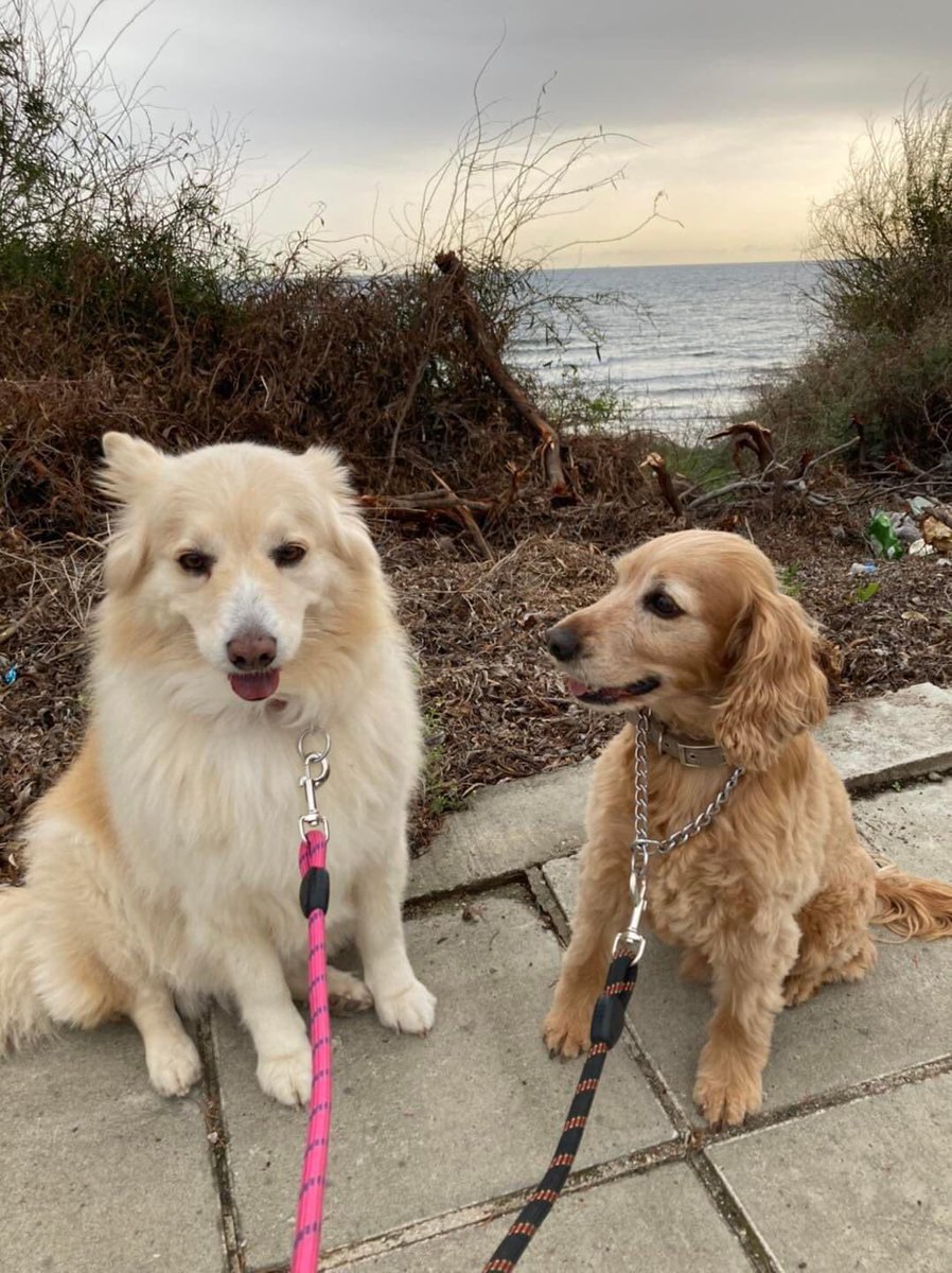 Whoohoo for TUI - finally flights to and from the UK 
These lucky doggies are on their way to UK on one of the first flights for TUI this year 
Safe travels Lucy &amp; Filos 🥰🐶🐶🇨🇾✈️🇬🇧😊🐾🐾