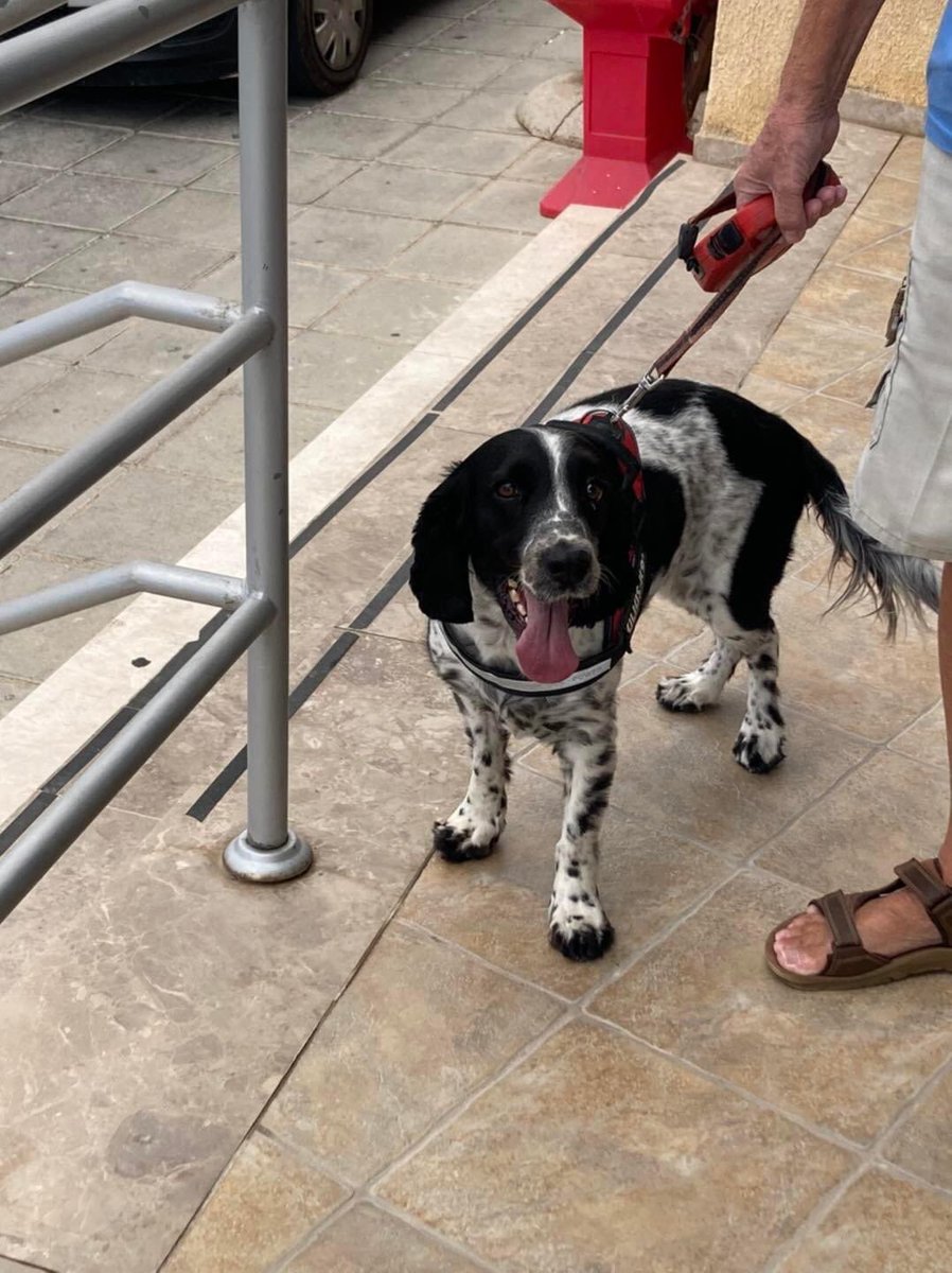 Lucy &amp; Arni were given the all clear from their vet before travelling to the UK   Safe travels doggies  🐶🐶🥰🥰😊🐾🐾