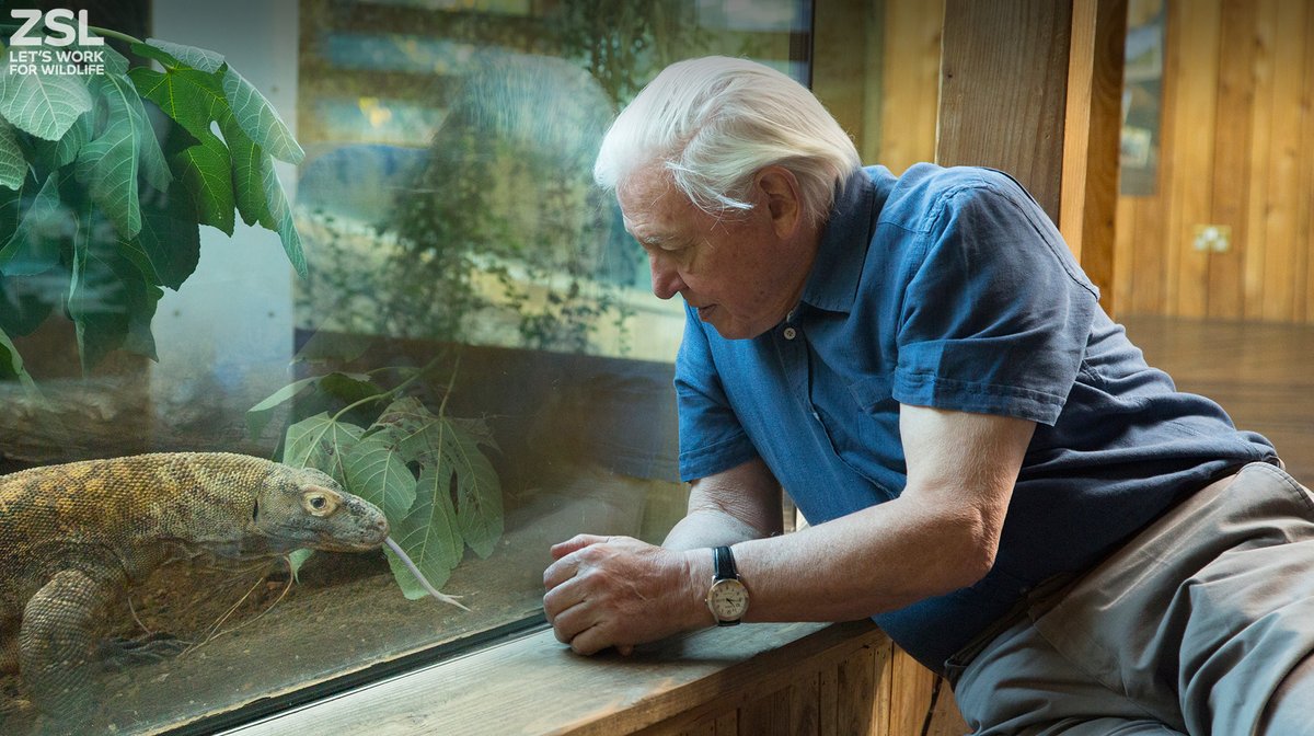 OfficialZSL's tweet photo. Today we would like to wish Sir David Attenborough a very happy birthday! Sir David has engaged generations of people from all walks of life with the wonders of wildlife, and continues to be an inspiration to us all. We're so grateful for his support of ZSL ❤️ https://t.co/tZVssW0P0U