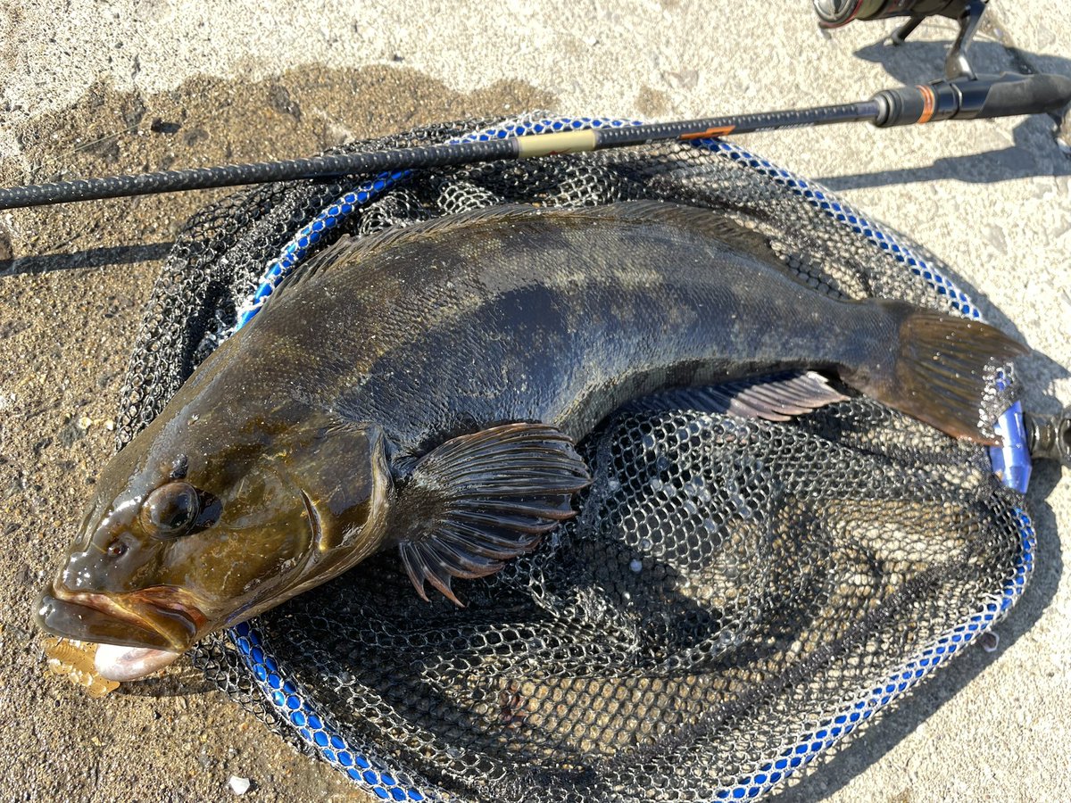 da1bbwd's tweet photo. 今日も噴火湾🎣
久しぶりのゴーマルにブリブリの40up
強烈な眠気に襲われて途中退散😵💫
#apia
#tp77ml
#anglersutopia
#jackall
#bpm https://t.co/O1iSCrdpSx