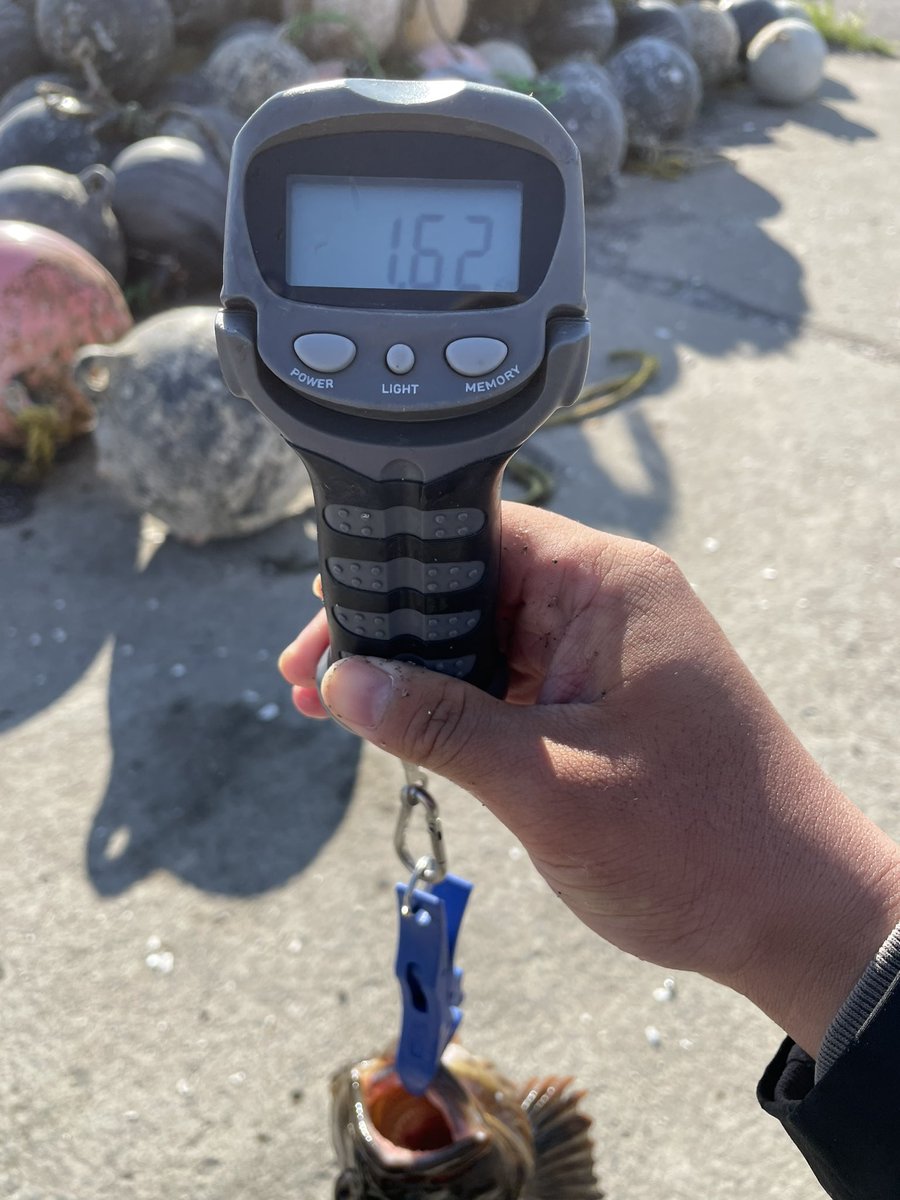 da1bbwd's tweet photo. 今日も噴火湾🎣
久しぶりのゴーマルにブリブリの40up
強烈な眠気に襲われて途中退散😵💫
#apia
#tp77ml
#anglersutopia
#jackall
#bpm https://t.co/O1iSCrdpSx