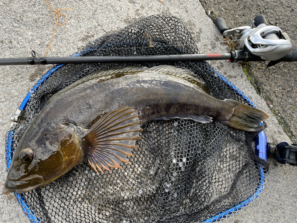 da1bbwd's tweet photo. 今日も噴火湾🎣
久しぶりのゴーマルにブリブリの40up
強烈な眠気に襲われて途中退散😵💫
#apia
#tp77ml
#anglersutopia
#jackall
#bpm https://t.co/O1iSCrdpSx
