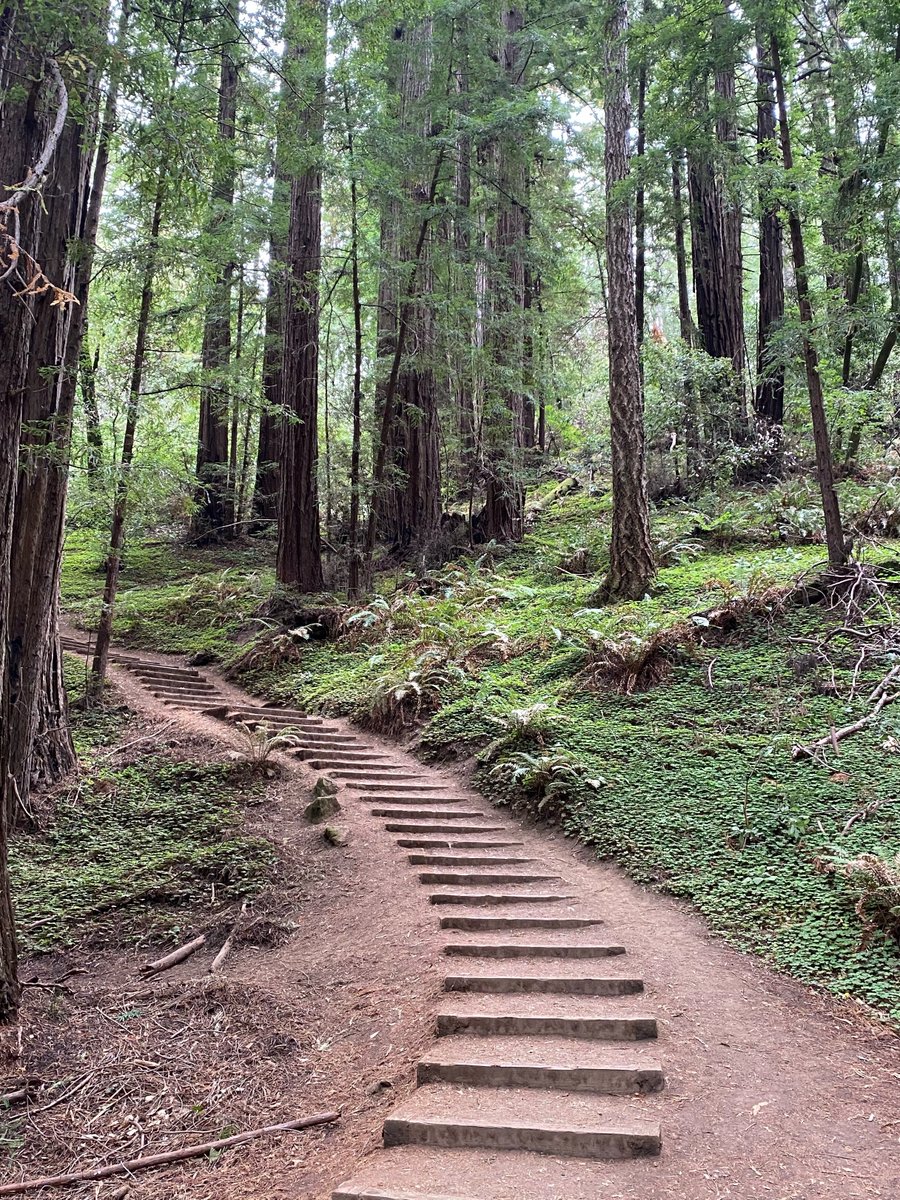 SixPersimmonsAp's tweet photo. Forest bathing, detox and lymphatic massage! Enjoy our May newsletter https://t.co/Msf86c5WXR https://t.co/7pWppZo6rW