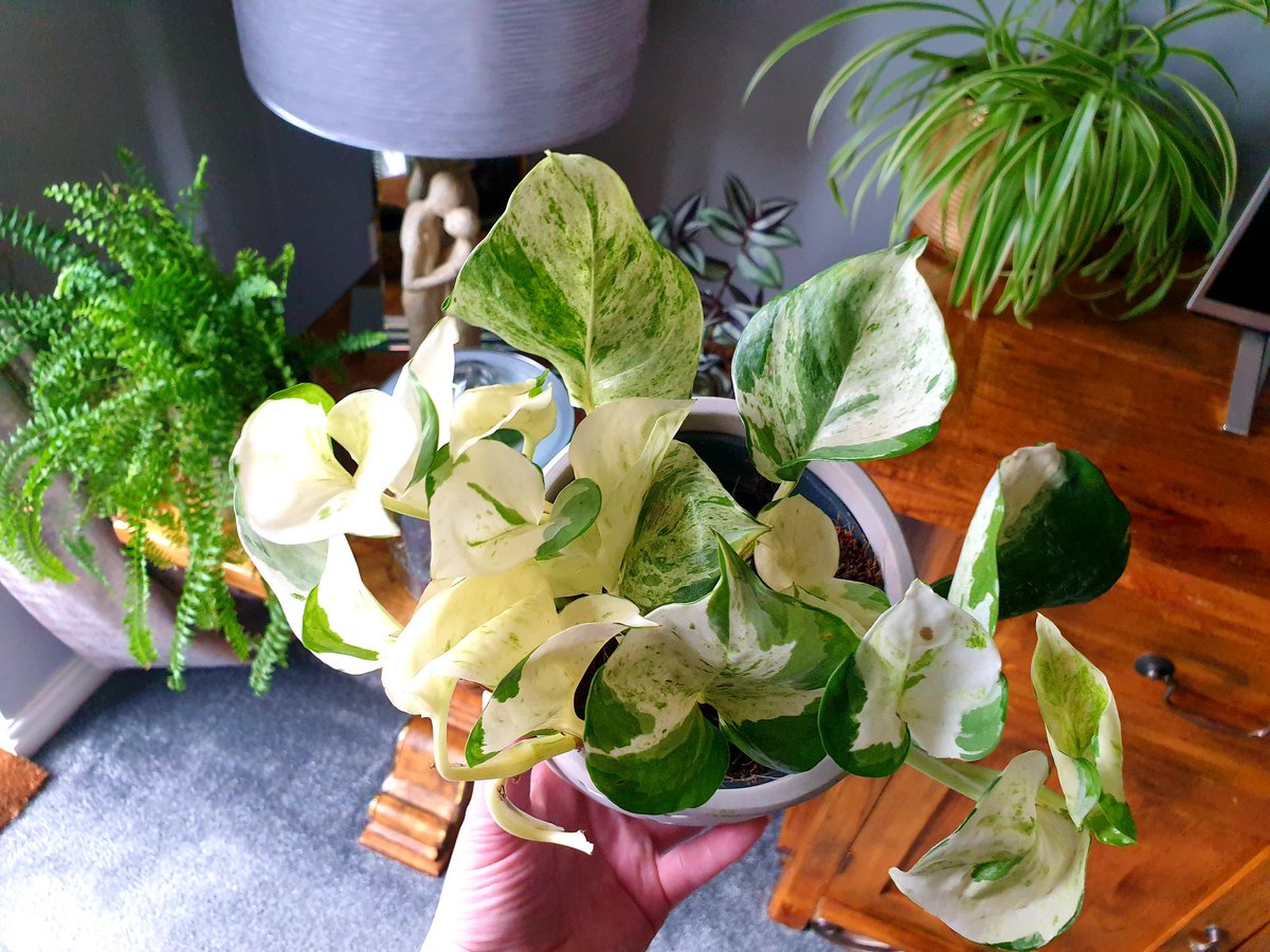 Luxandbooks's tweet photo. Got my hands on a marble queen 👸🏼
Love pothos, they're so rewarding to grow🌱#houseplants #planttwitter #houseplant #pothos #variegated #marblequeen https://t.co/8sve7PIiIL