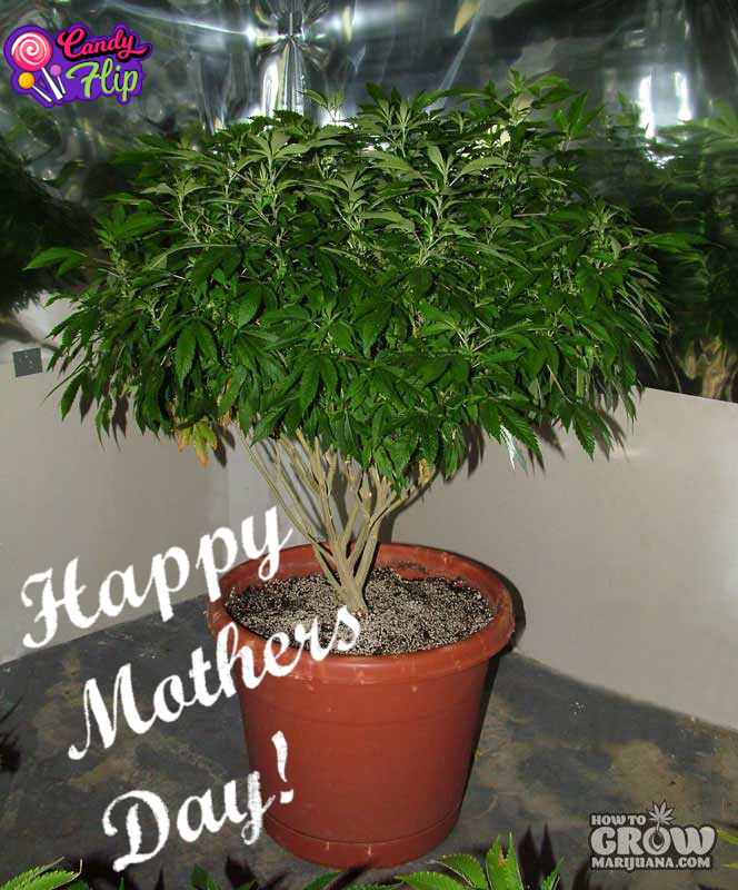 Candyfl40253553's tweet photo. Happy Mother's Day! 🥰❤️
#MothersDay #MothersDay2022 #Muttertag2022 #Muttertag https://t.co/dEcDfNlrN9