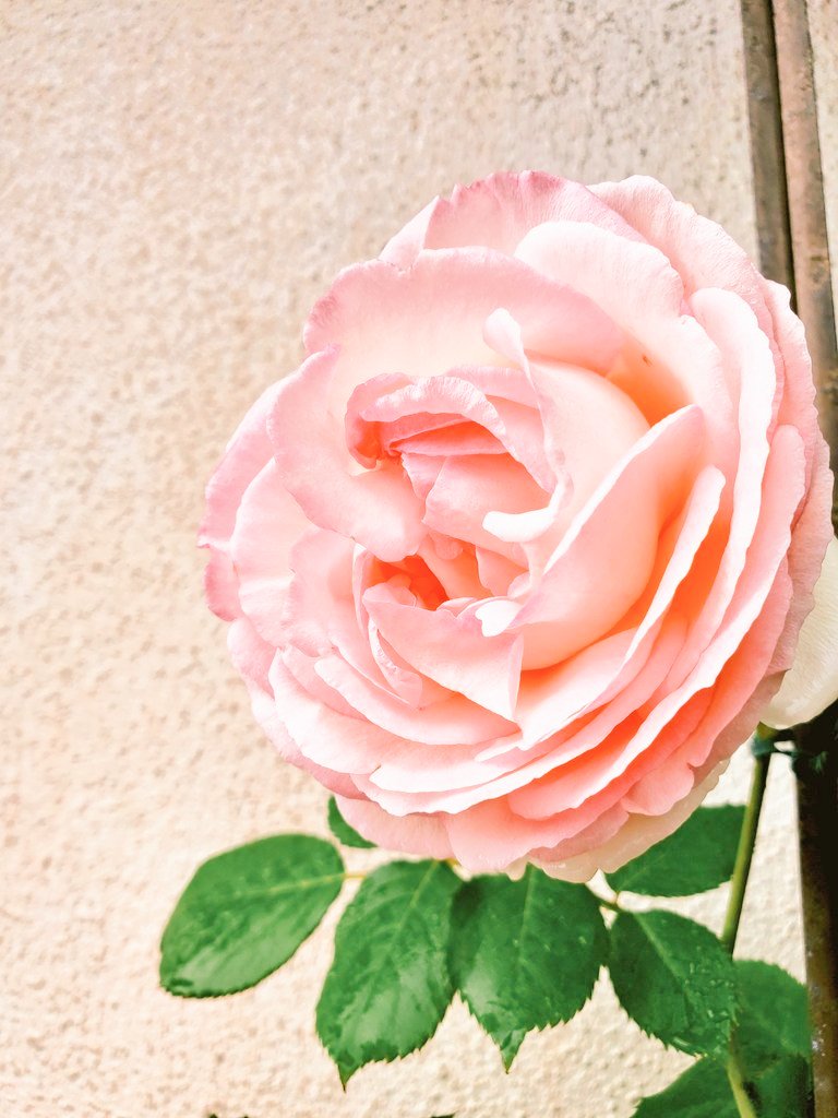 音楽の先生まっつん 最近は授業でバイオリン始めました こうして自分のゴールデンウィークはあっという間に終わるのであった 目指せ老後のバラ園塾カフェ ガーデニング修行 ピエールドゥロンサール 卒業式バラを挿し木した謎品種