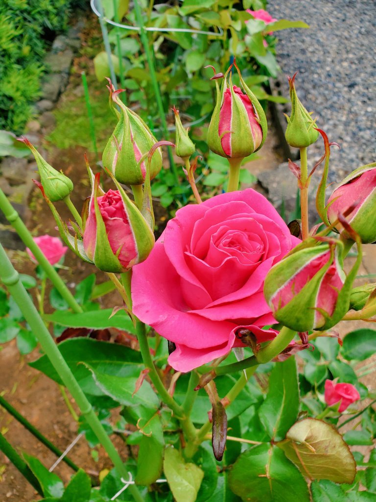 音楽の先生まっつん 最近は授業でバイオリン始めました こうして自分のゴールデンウィークはあっという間に終わるのであった 目指せ老後のバラ園塾カフェ ガーデニング修行 ピエールドゥロンサール 卒業式バラを挿し木した謎品種