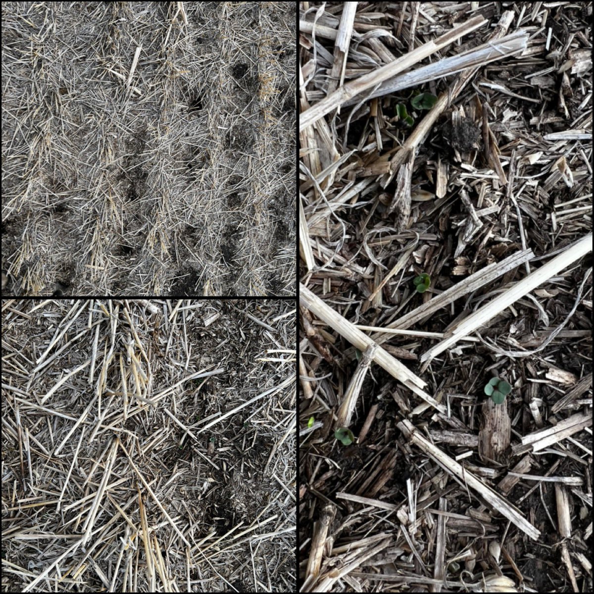 Lisa Dirksen tweet media