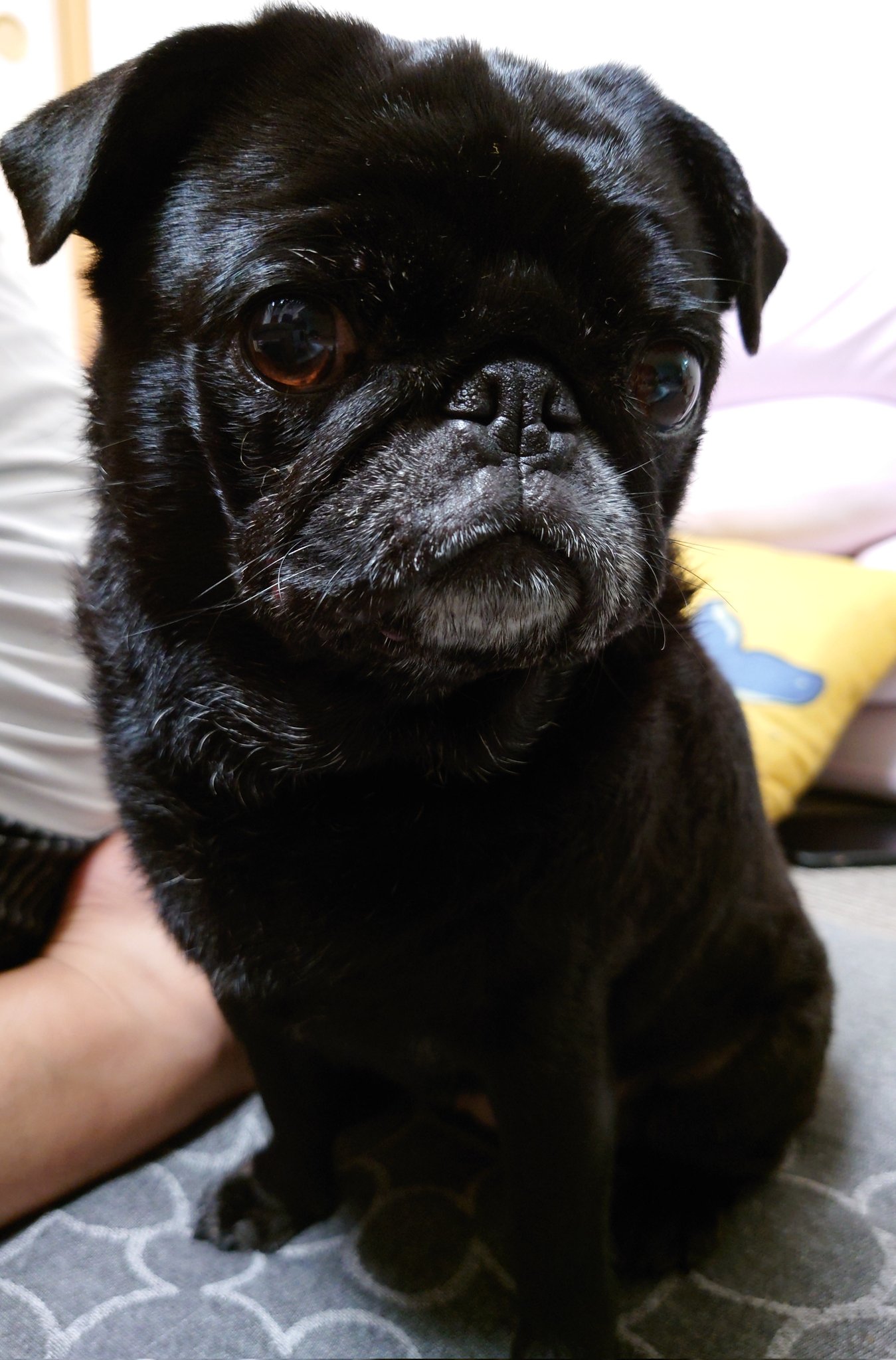 きょん Kyon11lovecat Twitter