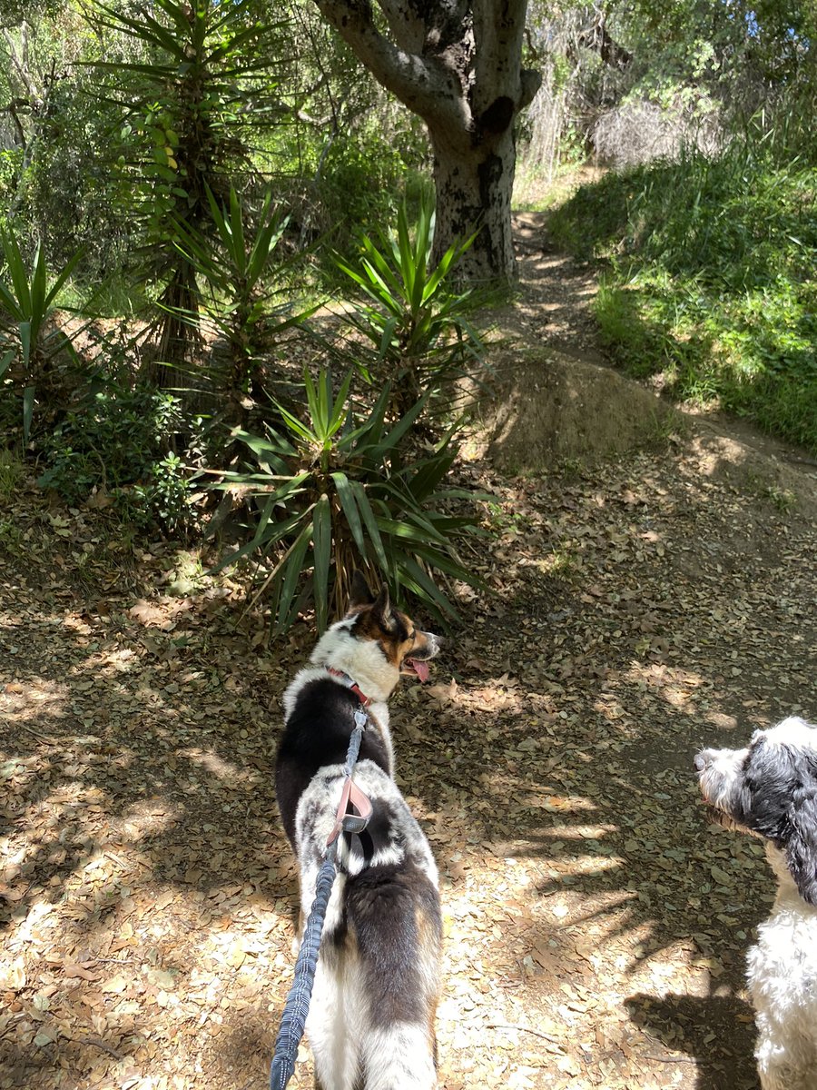 DrMarthaGulati's tweet image. Best week trail running partners. Even if they would rather drink stream water over the water I have carried for them! #BinkleyLove #CocoBella #cardiologistswhorun #dogsoftwitter @HeartOTXHeartMD @heartdoc45 @willsuh76 @ShrillaB @DrRajivsankar @QuentinYoumans @AHajduczok @iamritu