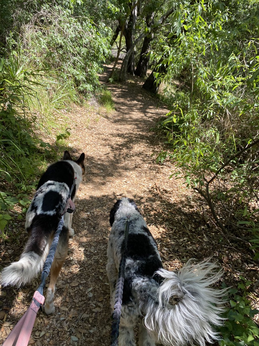 DrMarthaGulati's tweet image. Best week trail running partners. Even if they would rather drink stream water over the water I have carried for them! #BinkleyLove #CocoBella #cardiologistswhorun #dogsoftwitter @HeartOTXHeartMD @heartdoc45 @willsuh76 @ShrillaB @DrRajivsankar @QuentinYoumans @AHajduczok @iamritu