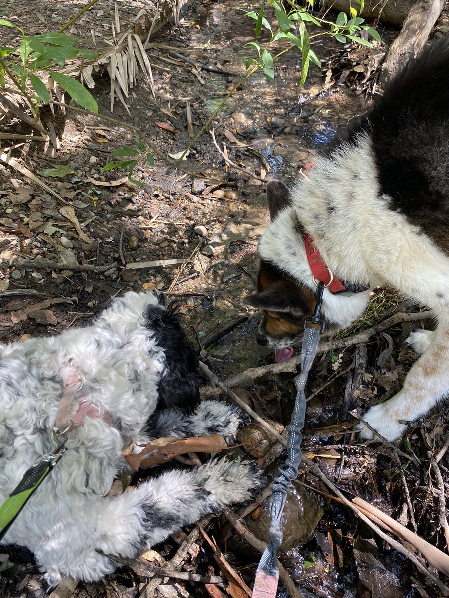 DrMarthaGulati's tweet image. Best week trail running partners. Even if they would rather drink stream water over the water I have carried for them! #BinkleyLove #CocoBella #cardiologistswhorun #dogsoftwitter @HeartOTXHeartMD @heartdoc45 @willsuh76 @ShrillaB @DrRajivsankar @QuentinYoumans @AHajduczok @iamritu