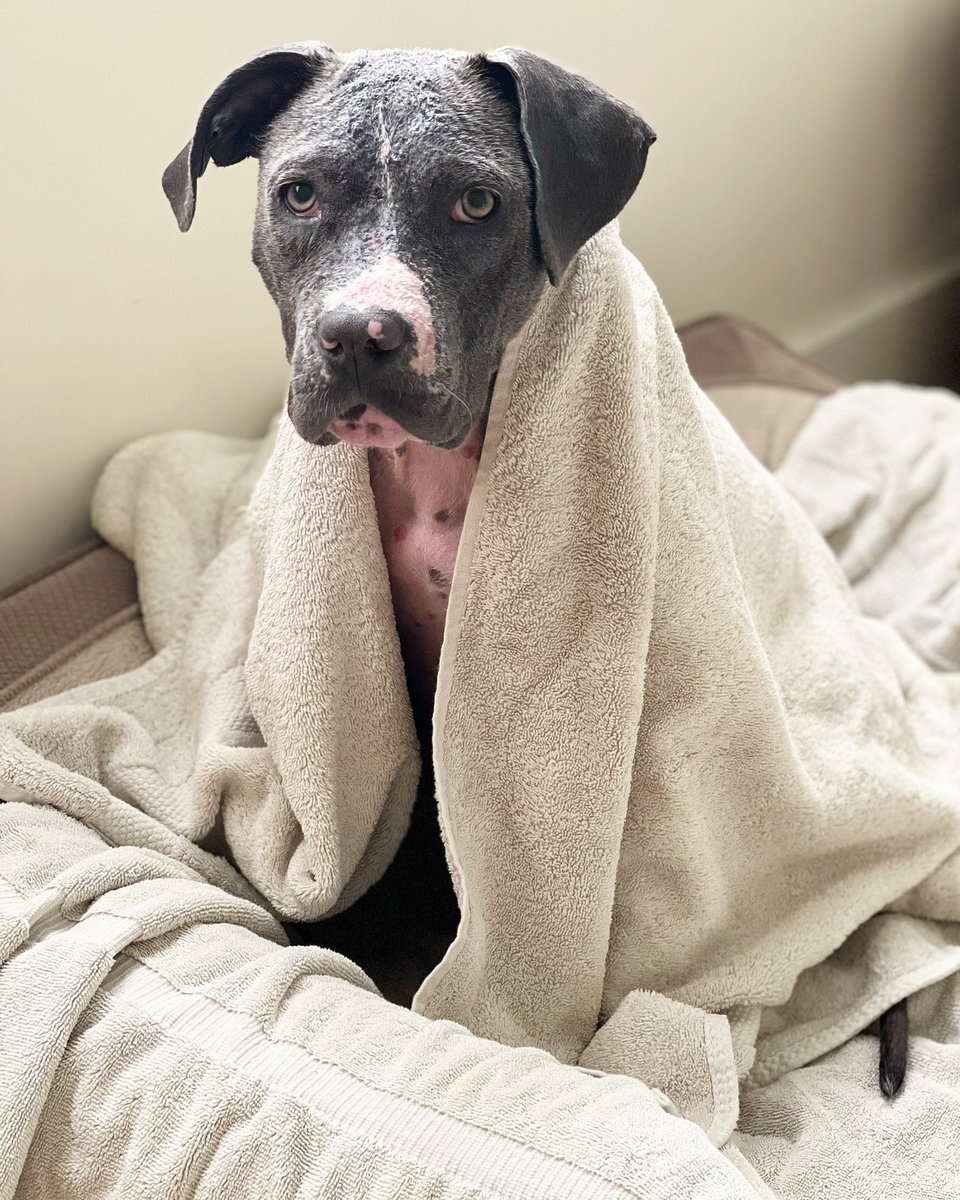 Clementine had a bath and smells delicious.🌸

Her foster mama is taking such a great care of her and it shows. Clementine is clearly happy and getting healthier. 

Who ever ends up adopting her will score big. She is a gem!🐶

#istandwithmypack
#Dog #DogsofTwittter
