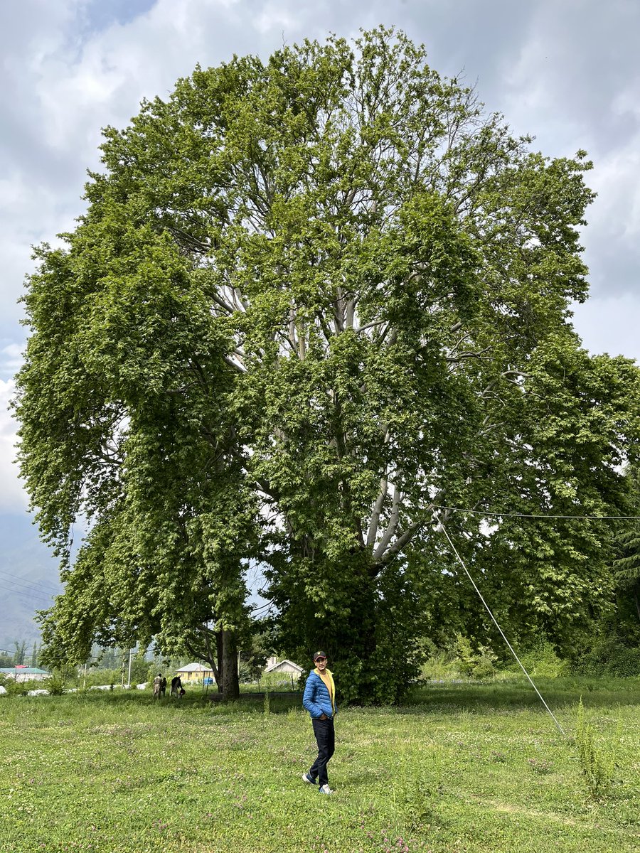 AtHar_Majeed_'s tweet photo. Platanus orientalis🍁🍁💚 https://t.co/JKP02N0WgU