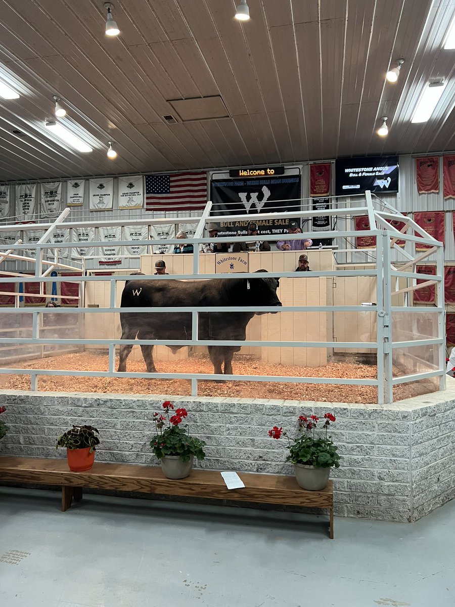 BrandonMichon's tweet photo. We had a great time today at the Whitestone Farm cattle auction. 

Farmers across America work hard to help feed our nation and this administration has hurt them on every front. 

I’m ready to go to Congress to fix our economy and get it back on track. 

#VA10 #votebrandon #may21 https://t.co/otvakiJaMX