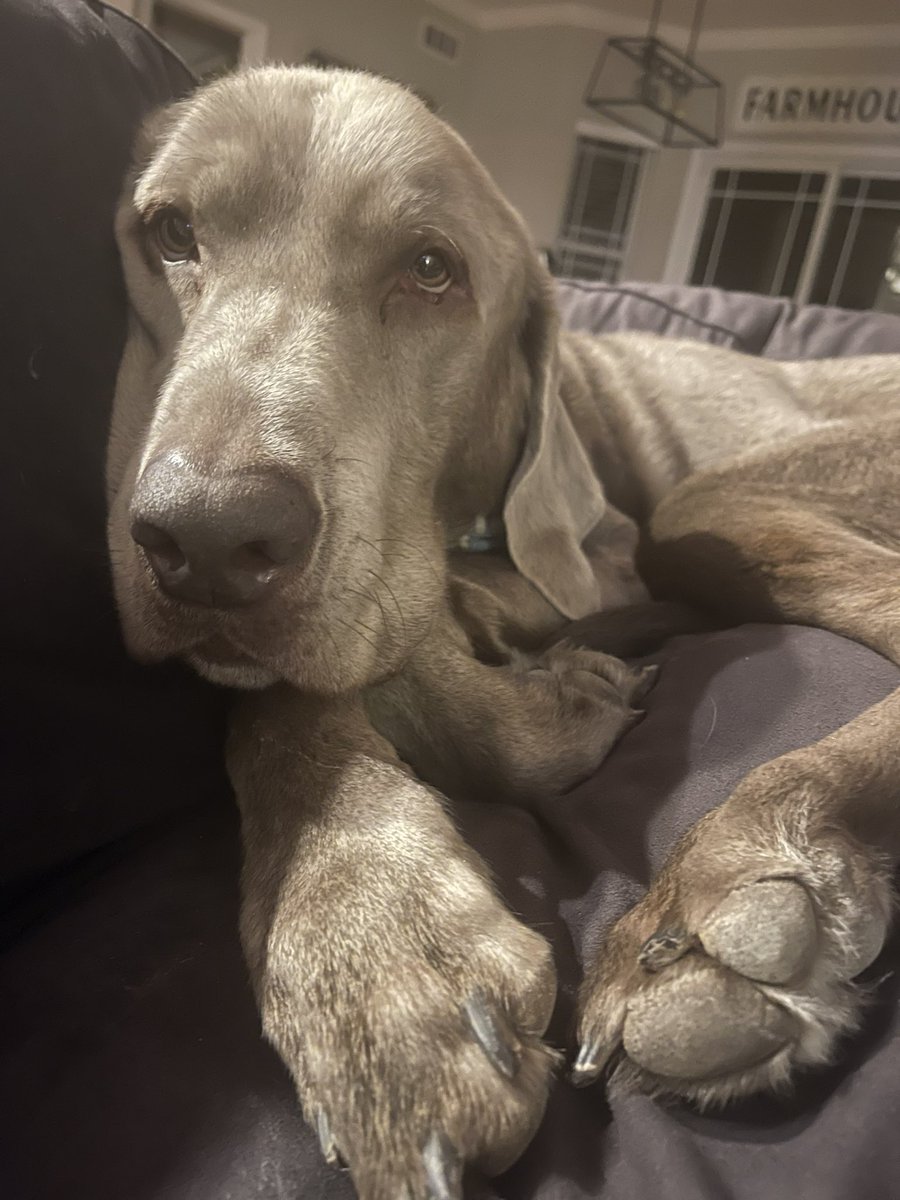 Rally The Silver Lab tweet media