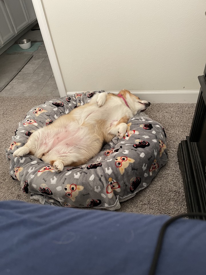 PrincessCorki's tweet photo. After a long walko… crasho #corgi hii https://t.co/uPZhR2vIZ2