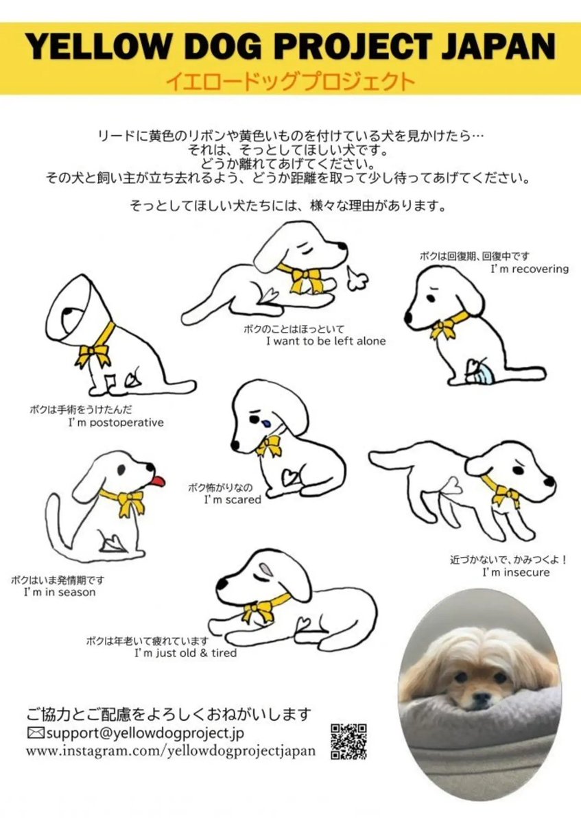 popopon0222's tweet photo. まだ黄色のリボンつけてるわんちゃんにお会いしたことはないけど、こんな意味があるなんて知らなかった！！！
たくさんの方にひろまってほしいなぁ☺️
(※拾い画です)
#yellowdogproject https://t.co/13iaSP2P5n