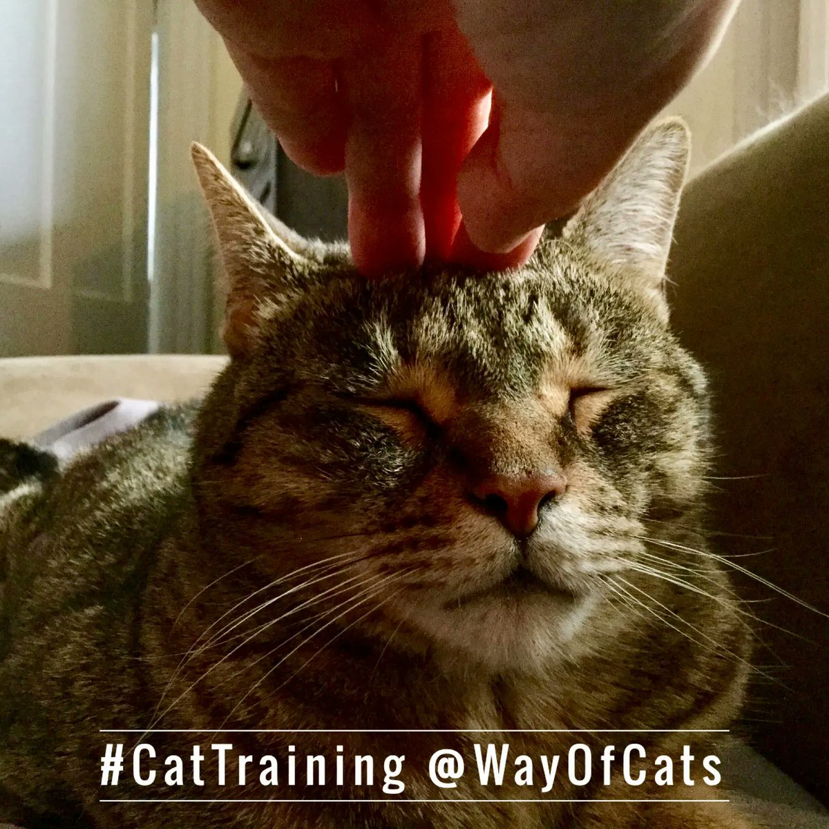 WayofCatsbook's tweet photo. When Little Things Mean a Lot for connection.*Pass-holders - Love at the Way of Cats https://t.co/Hwqt1xqQQd
For cats, physical closeness is emotional closeness.
#HumanTraining #CatLovers #CatsOfTwitter #CatHearts https://t.co/YK537rybW4
