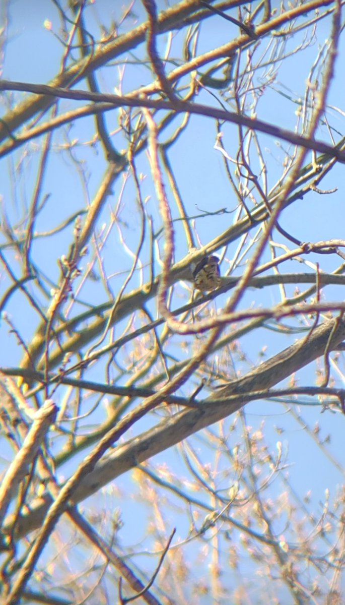 Guess what....
Northern waterthrush butt!
Nice to see this guy singing loud and proud today just outside of #Guelph !! Spring has sprung. 
#birding #crapwildlifephotography #getoutside