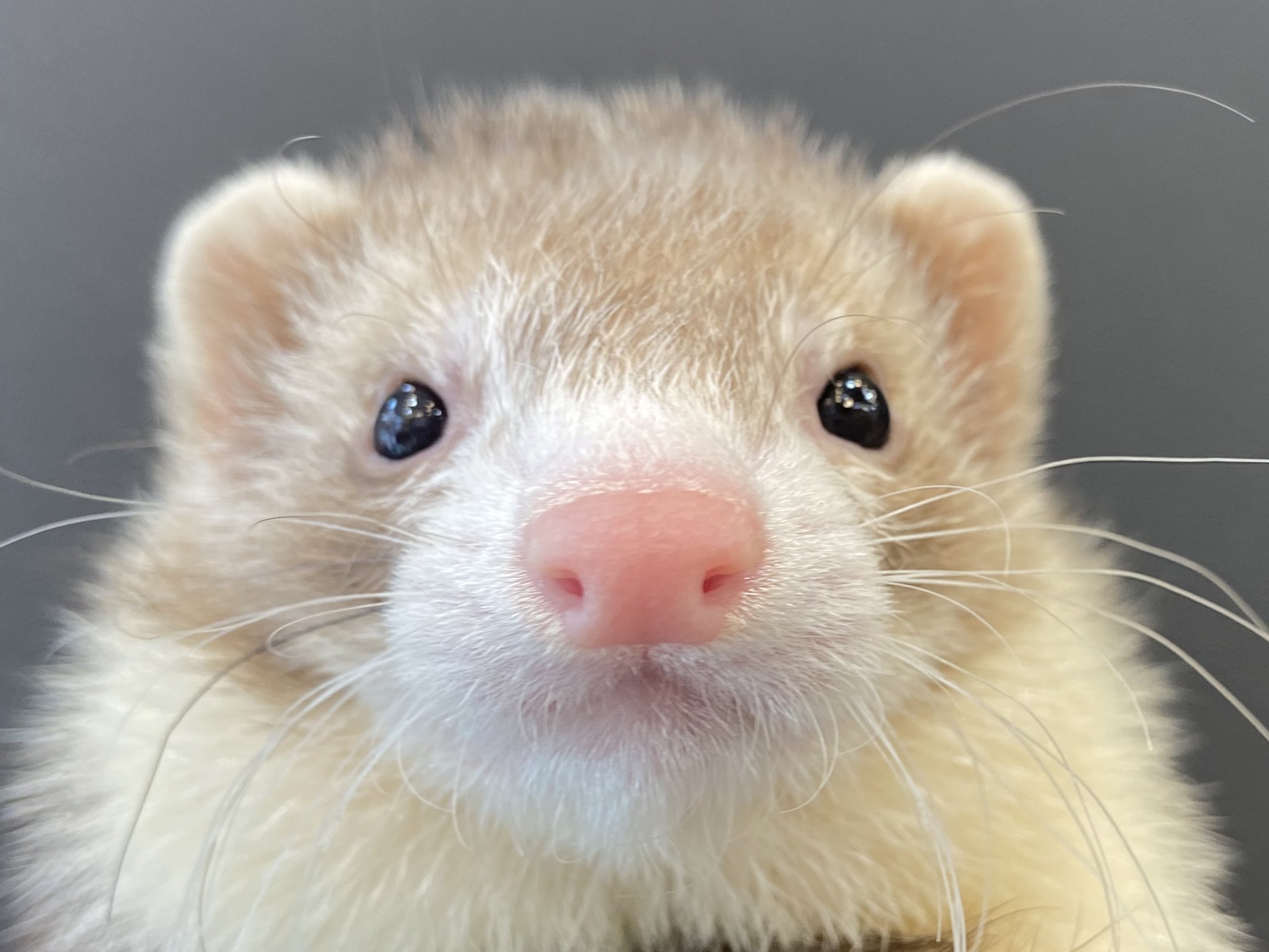 フェレットワールドみなとみらい店 きゅるるんなお目目 食べちゃいたいくらいかわいい フェレット フェレットワールド みなとみらい店 あざとかわいい いただきます T Co Sxlbm6jimn Twitter フェレットワールドみなとみらい店 きゅるるんなお目目 食べちゃいたいくらいかわいい フェレット フェレットワールド みなとみらい店 あざとかわいい いただきます T Co Sxlbm6jimn Twitter