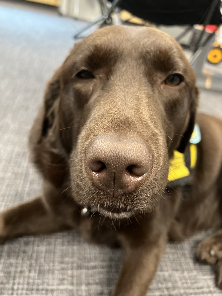 This sweet face greets me every morning! <a href="/dog_champion/">Champ- MHG Therapy Dog</a> <a href="/WlcsdD/">WLCSD Therapy Dogs</a> Such a treasure to have a therapy dog <a href="/GuestElementary/">Guest Elementary</a>