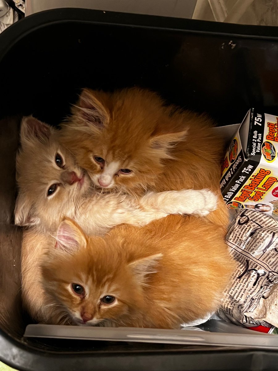 Dusty84A's tweet photo. I found this cute little girls at work tonight I am bringing them home to give them a forever home they was in a trash can at work 🥳 https://t.co/DWwuFKVP61