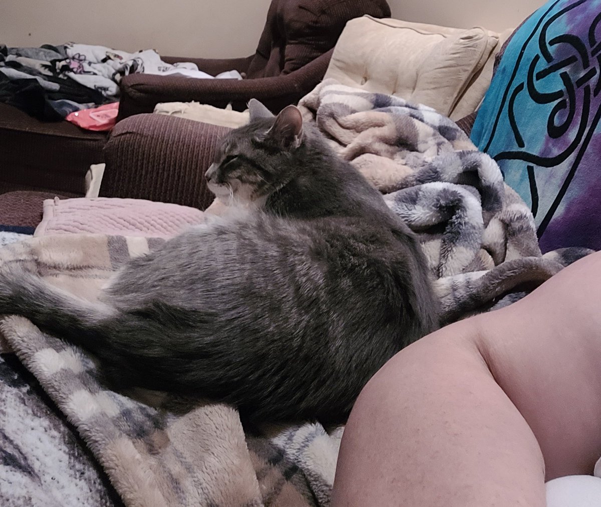 lynnslagle42's tweet photo. Heading to bed, these guys best me to it. Well Louie is giving everyone the stink eye. Harriet now has calici and Louie is blowing snot. Can we say thin wallet๐คฃ๐คฃ๐คฃ I love them though. #edgarsfamily #chlove #noonrelsehaspermissiontobesick #snoteverywhere #omgitsgross #sendhalps https://t.co/em10vKkIiL