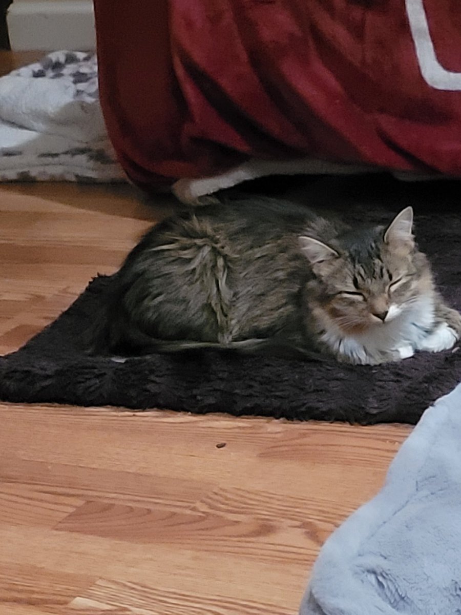 lynnslagle42's tweet photo. Heading to bed, these guys best me to it. Well Louie is giving everyone the stink eye. Harriet now has calici and Louie is blowing snot. Can we say thin wallet๐คฃ๐คฃ๐คฃ I love them though. #edgarsfamily #chlove #noonrelsehaspermissiontobesick #snoteverywhere #omgitsgross #sendhalps https://t.co/em10vKkIiL