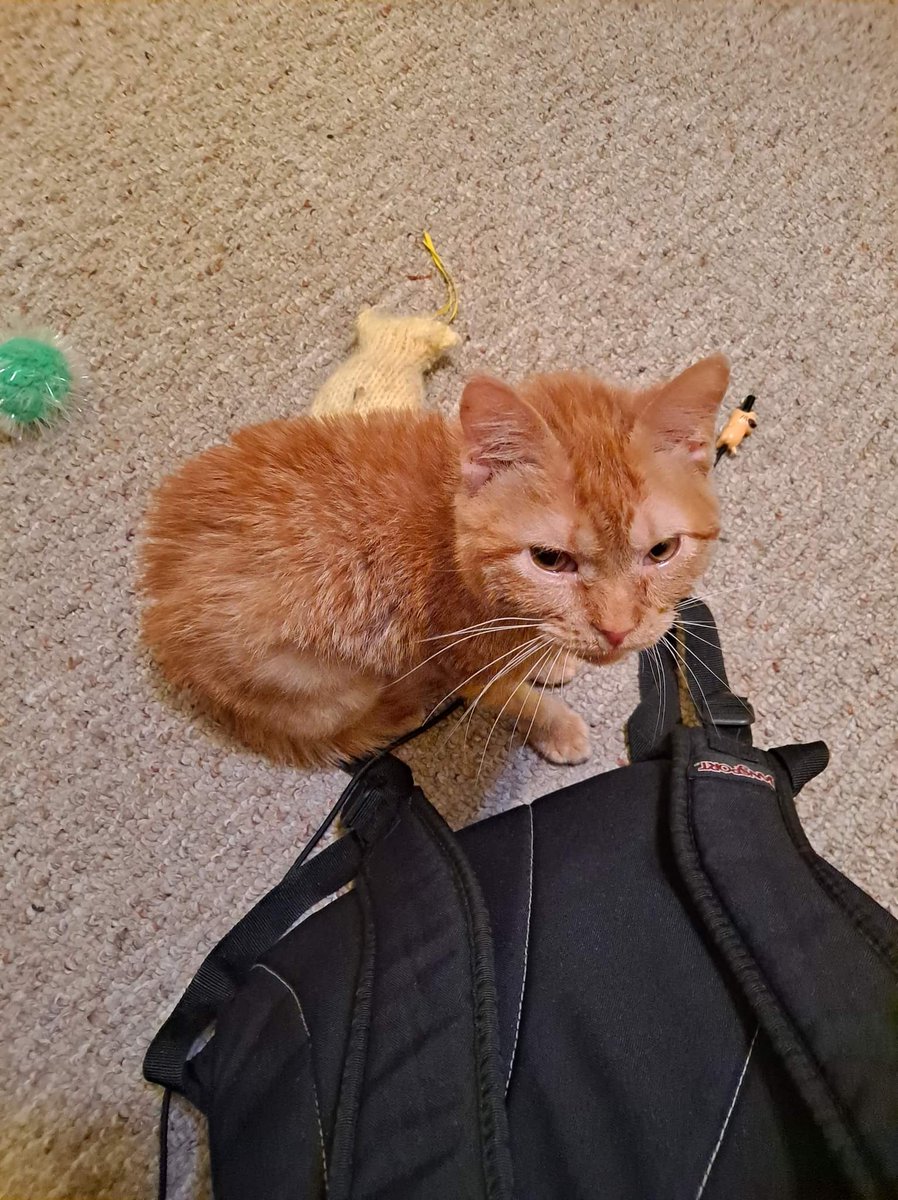 lynnslagle42's tweet photo. Heading to bed, these guys best me to it. Well Louie is giving everyone the stink eye. Harriet now has calici and Louie is blowing snot. Can we say thin wallet๐คฃ๐คฃ๐คฃ I love them though. #edgarsfamily #chlove #noonrelsehaspermissiontobesick #snoteverywhere #omgitsgross #sendhalps https://t.co/em10vKkIiL