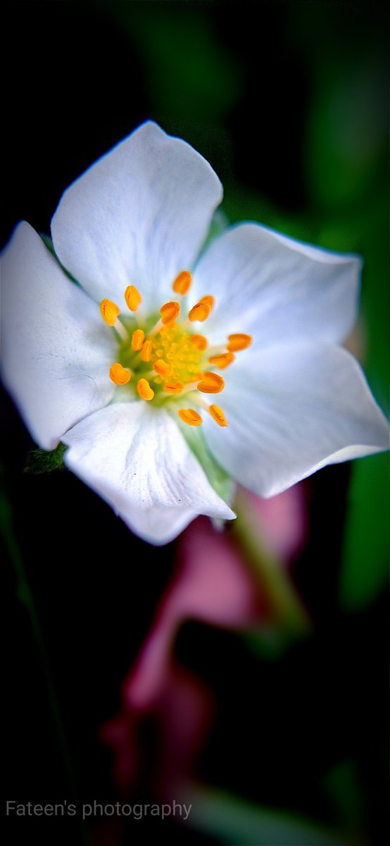 Strawberry #Flowers