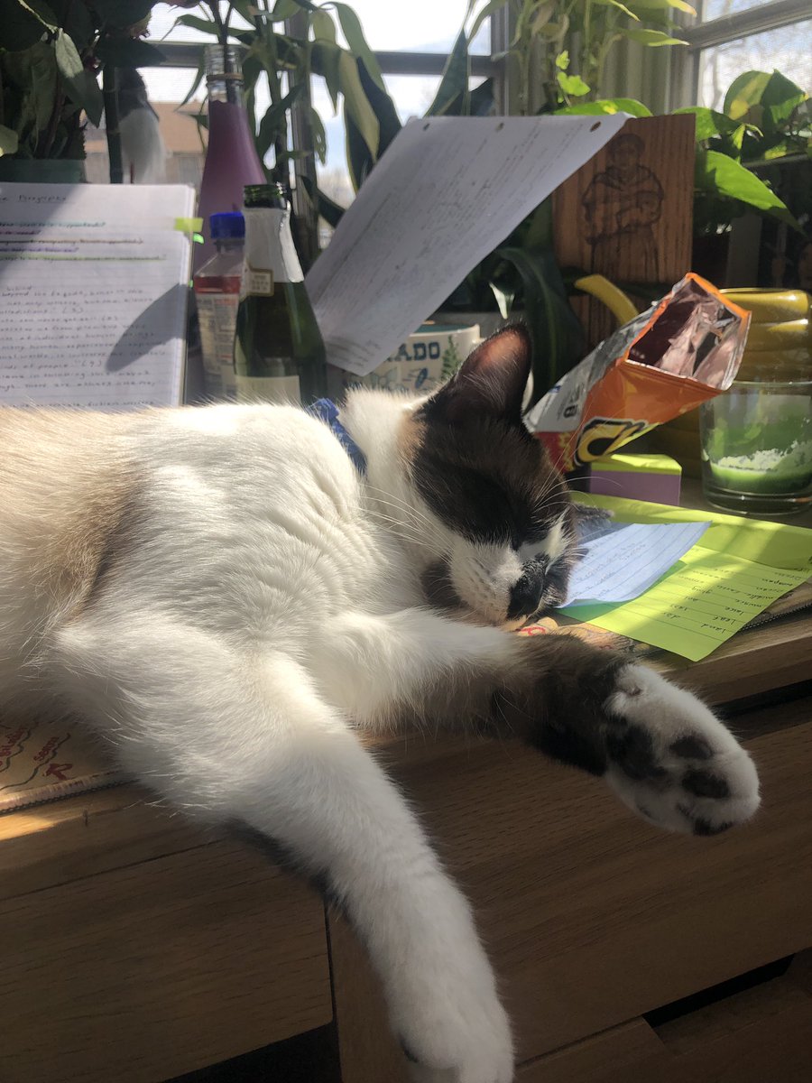 _AngieKaufmann's tweet photo. That moment when you’re jealous of your cat because she’s sleeping and you’ve only gotten 2 hrs of sleep in the last 2 days… 😴
#finalsweek #collegestudents https://t.co/5ix6mlJVS0