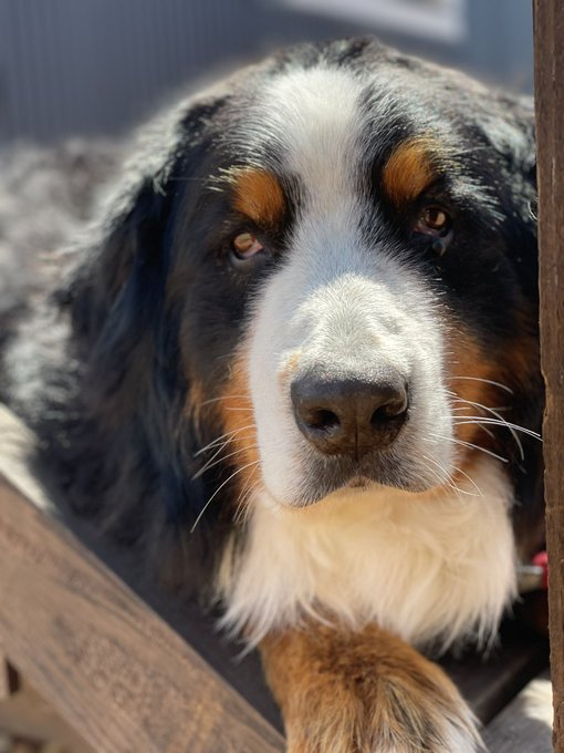 バーニーズマウンテンドックのtwitterイラスト検索結果