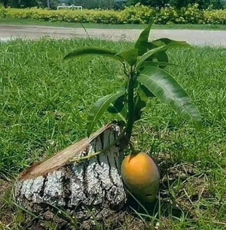 ZadooSubhash1's tweet photo. @PMOIndia @narendramodi #savesoil Sadhguru,thank you for pushing us to Stop cultivation on sloppy soils. Protecting unborn child.Stop Illegal Deforestation on the name of forest produce. Usage of organic manure.Phaseout use of synthetic fertiliser and pesticides.Incentivise growing mulch crops, by Govt. https://t.co/Y3TOqzjzFK